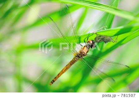 羽化 羽化 781507