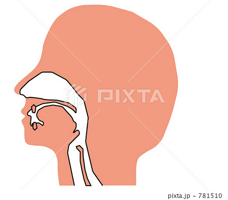 喉 鼻 口腔内断面図のイラスト素材