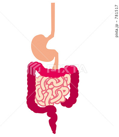 消化器官 消化器官 781517
