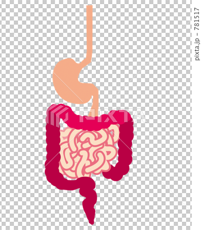 消化器官 消化器官 781517