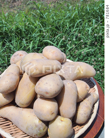 馬鈴薯 781684