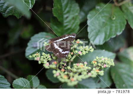 アサハイチモンジ 781978