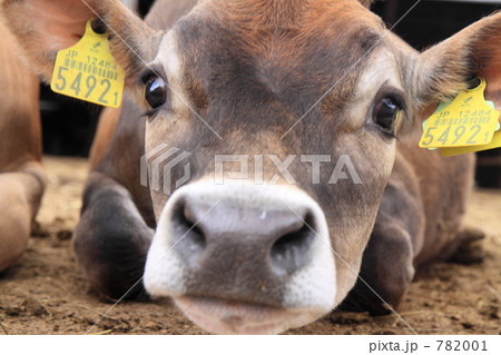 腹ばいになって 782001