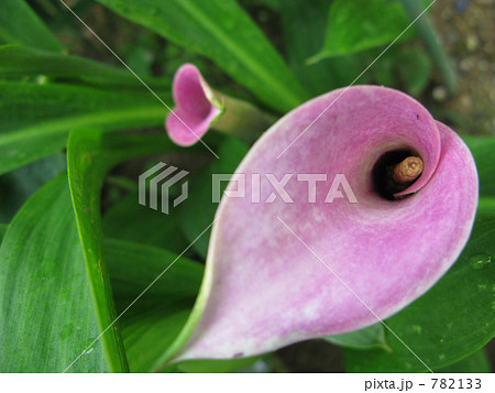 ピンクのカラー 782133