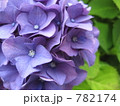あじさい 782174