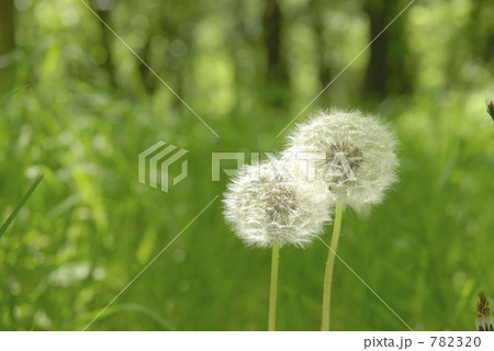 タカレナ0060 782320