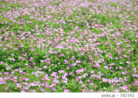 れんげ（愛媛県今治市） 782562