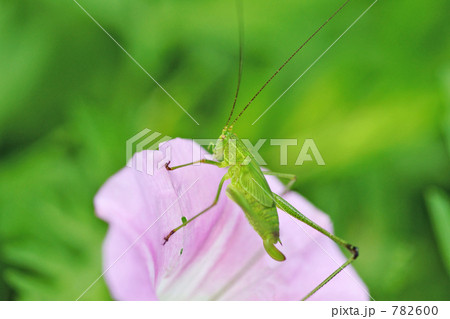 花を食べるツユムシ 782600