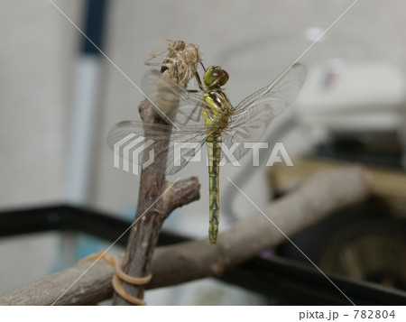 コノシメトンボ羽化21 コノシメトンボ羽化21 782804