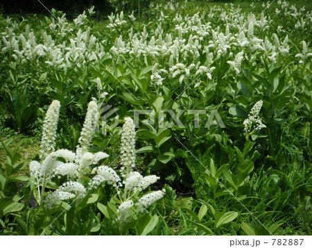 コバイケイソウ　アウトドア　風景 782887