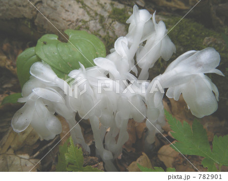 ギンリョウソウ 782901