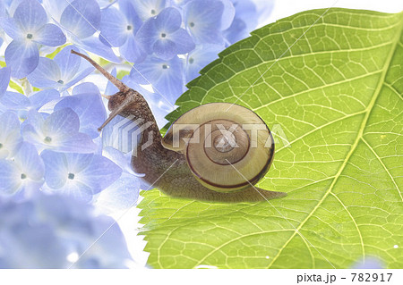 かたつむり　と　アジサイ 782917