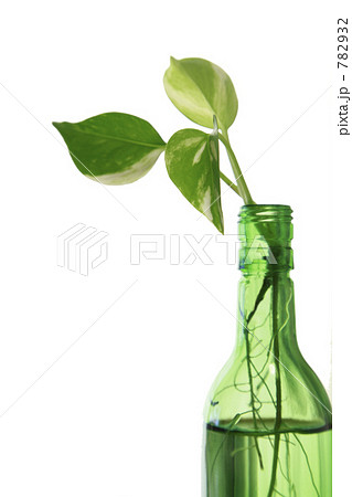 硝子瓶とポトス 782932