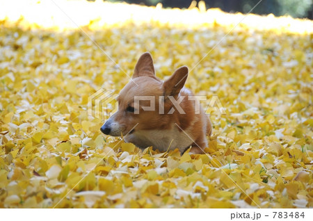 小型犬 コーギー 犬の写真素材 7484