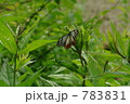 蝶 783831