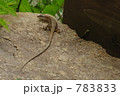 とかげ 783833
