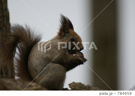 エゾリス食事中 784059