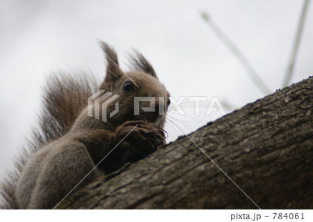 エゾリス食事中 784061