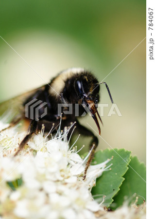ハチと花 784067