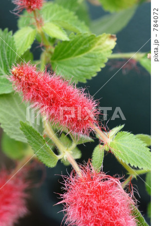 キャットテール 784072