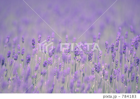 ラベンダー濃紫早咲 784183