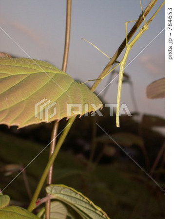 ナナフシの擬態 784653