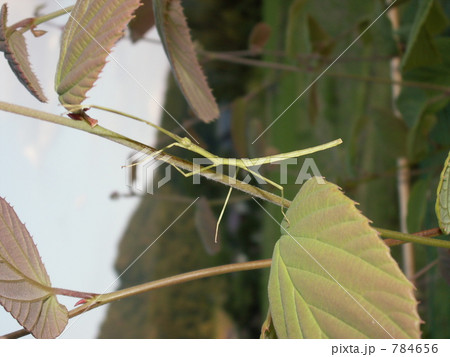 ナナフシ隠れる 784656