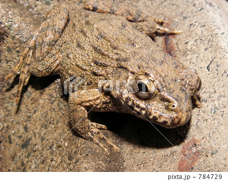 ツチガエルのアップ 784729
