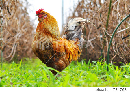 放し飼いの地鶏a 放し飼いの地鶏a 784763