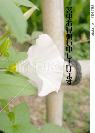 朝顔 朝顔 784792