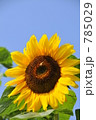 夏の王様ひまわり 785029
