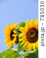 夏の王様ひまわり 785030