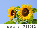 夏の王様ひまわり 785032