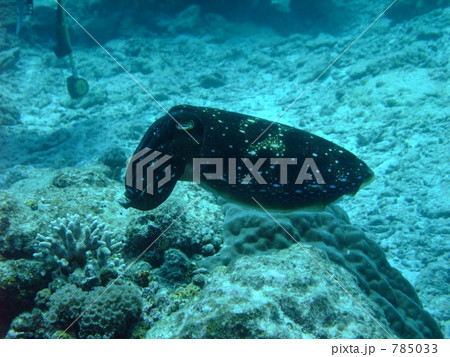 ライトオフ 785033