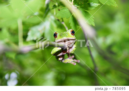 枝に掴まるカエル 785095