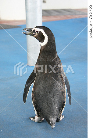 ペンギンの後ろ姿の写真素材