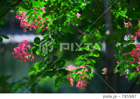 夏の花 夏の花 785987