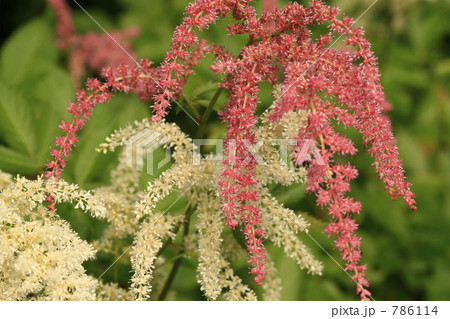 アスチルベ 786114