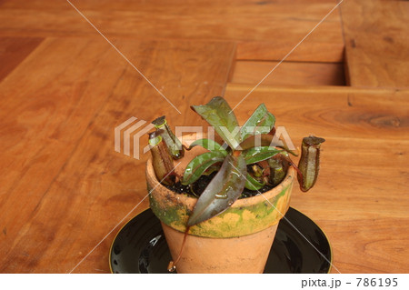 うつぼかづら 786195