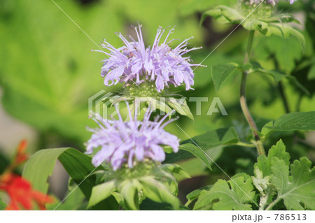 ベルガモットの花 786513