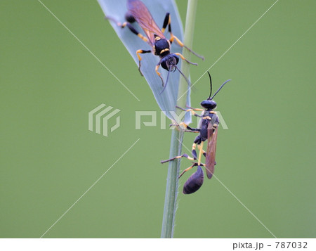 ジガバチの仲間 787032