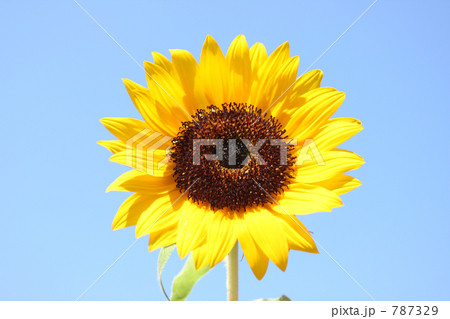 ヒマワリ 787329