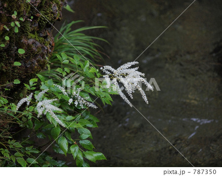 たおやかなショウマの花 たおやかなショウマの花 787350