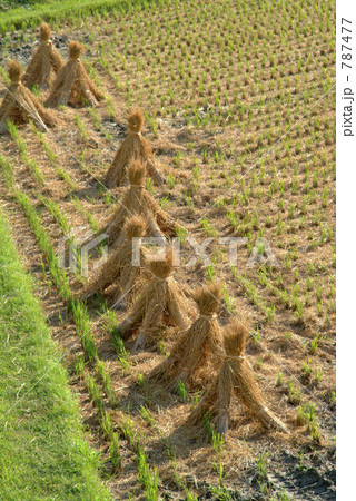 稲藁 787477