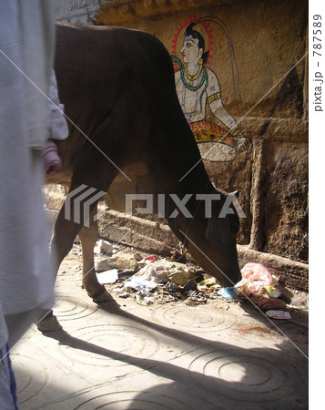 バラナシと牛 バラナシと牛 787589