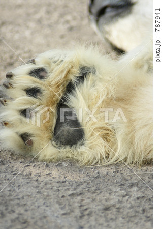 旭山動物園ホッキョクグマ肉球 787941