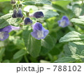 ナミキソウ 788102