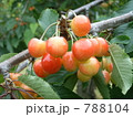 サクランボ 788104