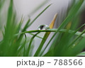 しずく 788566