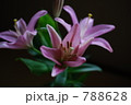 百合 788628